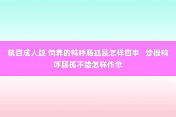 糗百成人版 饲养的鸭呼肠孤是怎样回事   珍摄鸭呼肠孤不错怎样作念